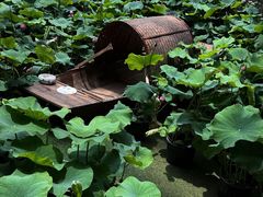 -花之城