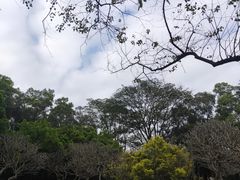 -番禺大夫山森林公园