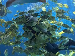 -太平洋海底世界