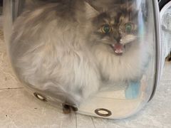 -PETKIT 小佩宠物·低压洗护·美容·寄养(安远店)