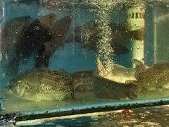 -虾王农家乐(鼎湖店)