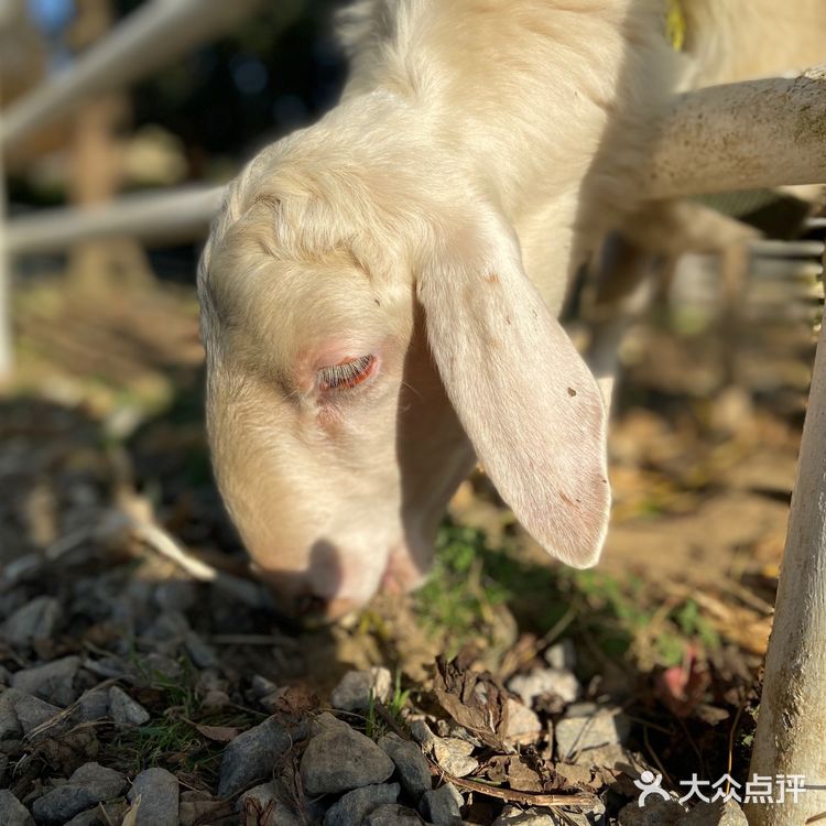 胡导带你游德清 | 布布熊生态农场