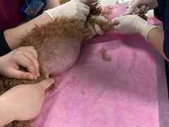 -北京观赏动物医院·24小时大型综合·猫专科·异宠专科