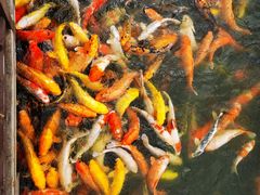 -大门水乡·顺德菜
