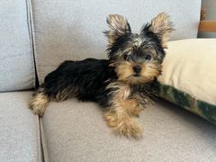 -翊宠yipet猫狗购宠庄园犬舍•猫舍