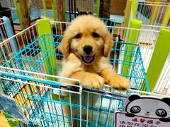 -龟与熊猫宠物公园(南坪店)