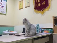 -米苏动物医院·犬猫专科·骨科外科内窥镜