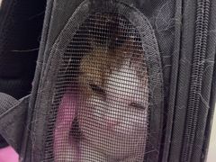 -北京观赏动物医院·24小时大型综合·猫专科·异宠专科