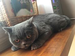 -MOLLY'S萌宠生活馆