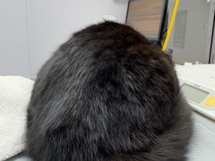 -宠物星动物医院·眼科·异宠·猫科(江南大道总院)