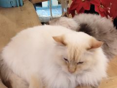 -猫小院猫主题咖啡厅(北锣店)