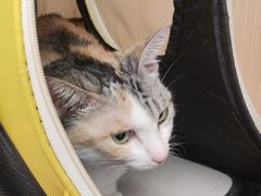 -瑞派康怡24h宠物医院·犬猫医疗中心·微创绝育(瑞景分院)