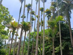 -海南槟榔谷黎苗文化旅游区