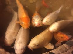 -多哥水傣味餐厅(司马巷店)