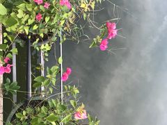-金花茶公园