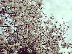 -鲁山国家森林公园