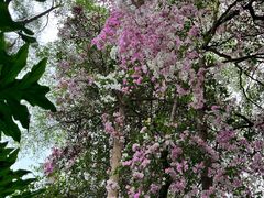 -深圳国际园林花卉博览园