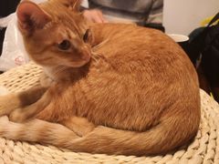 -Cappucimeow猫咪咖啡馆(韦伯时代店)