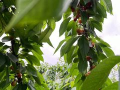 -合肥滨湖国家森林公园