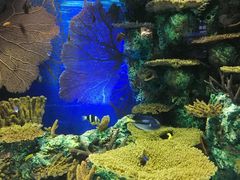 -上海海洋水族馆