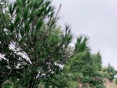 -军营村