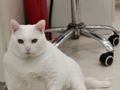 -艾吉宠物医院·疑难杂症转诊中心·猫友好(碧江路院)