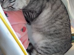 -美联众合动物医院·24h转诊中心