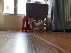 -美联众合动物医院·24h京西诊疗中心