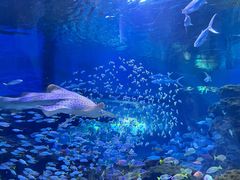 -海合安成都极地海洋公园
