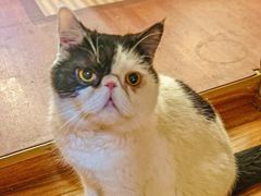 -MOCHA明星猫咖(田子坊店)