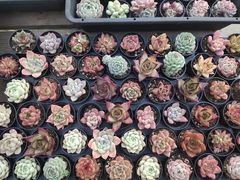 -金陵花卉交易市场