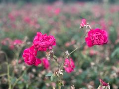 -海上花岛玫瑰园采摘