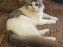 -more than meow吴止猫主题餐厅(承德 中船汇店)