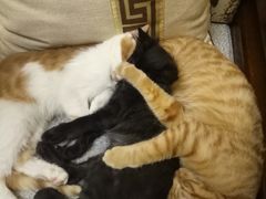 -大观园影院式足浴Spa店(沙坪坝店)