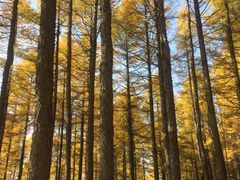 -塞罕坝国家级自然保护区