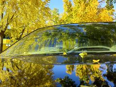 -三里屯东五街银杏大道