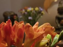 -iSpa