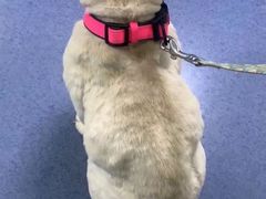 -瑞鹏宠物医院·爱宠堂(环西分院)