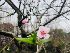 -苏州上方山国家森林公园