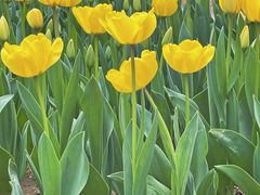 -洛阳郁金香牡丹园