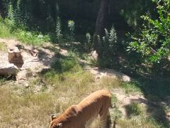 -西霞口神雕山野生动物世界