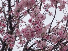 -狐尾山公园