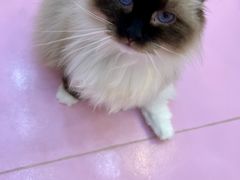 -爪爪喵星球·猫舍(前海卓越店)