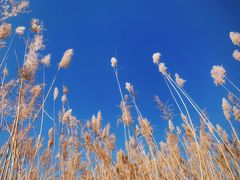 -野鸭湖国家湿地公园