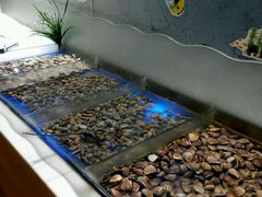 -银鲨海鲜烤肉火锅自助餐厅(五星店)