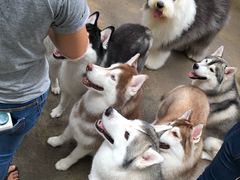-TrueLove @ Neverland (Husky Cafe)