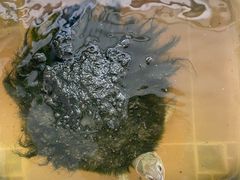 -灵龟之家百象馆(百象馆联合旗舰店)