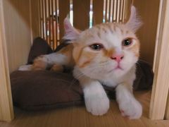 -猫和宫(六道口店)