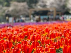 -苏州上方山国家森林公园