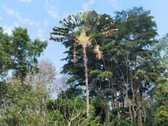 -西双版纳原始森林公园